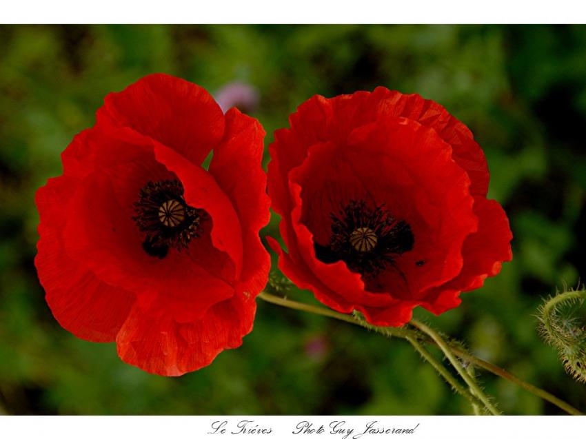 coquelicots