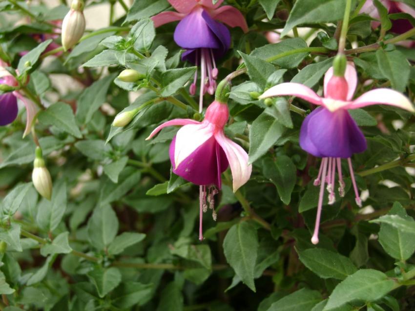 fuchsia des balcon