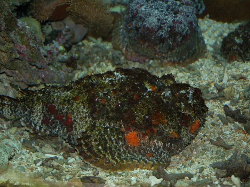 poisson pierre