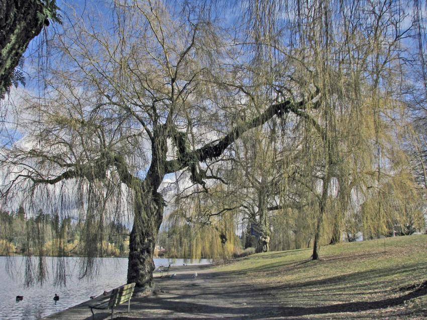 Parc Stanley et son Lost Lagoon, Vancouver -1-