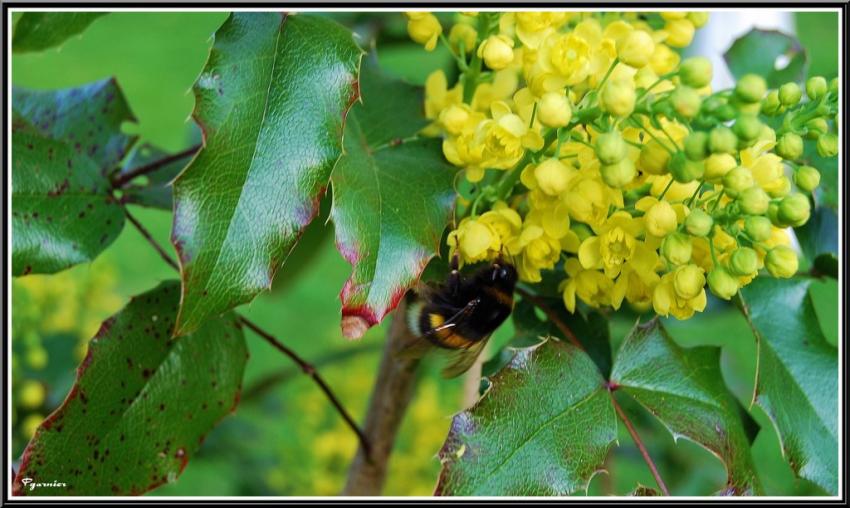 Fleurs de Printemps