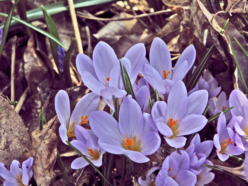 Crocus