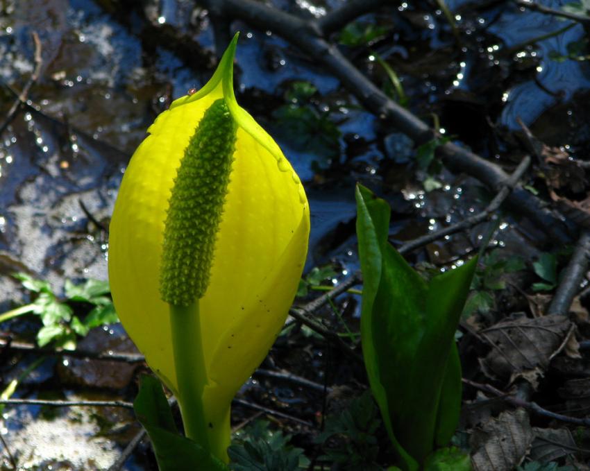 Skunk Cabbage