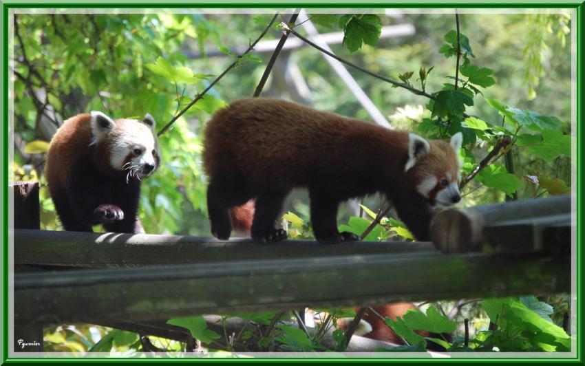 Zoo de Beauval