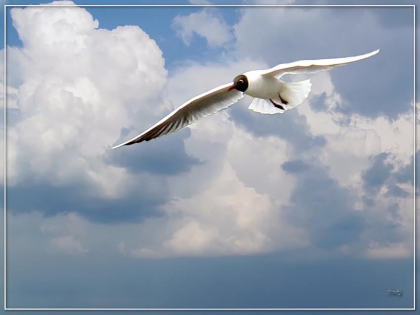 Mouette 6509 3