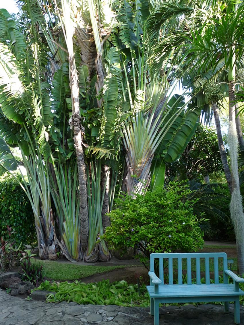 Jardin d'Eden