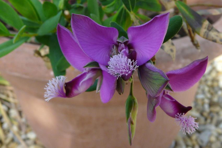 polygala myrtifolia