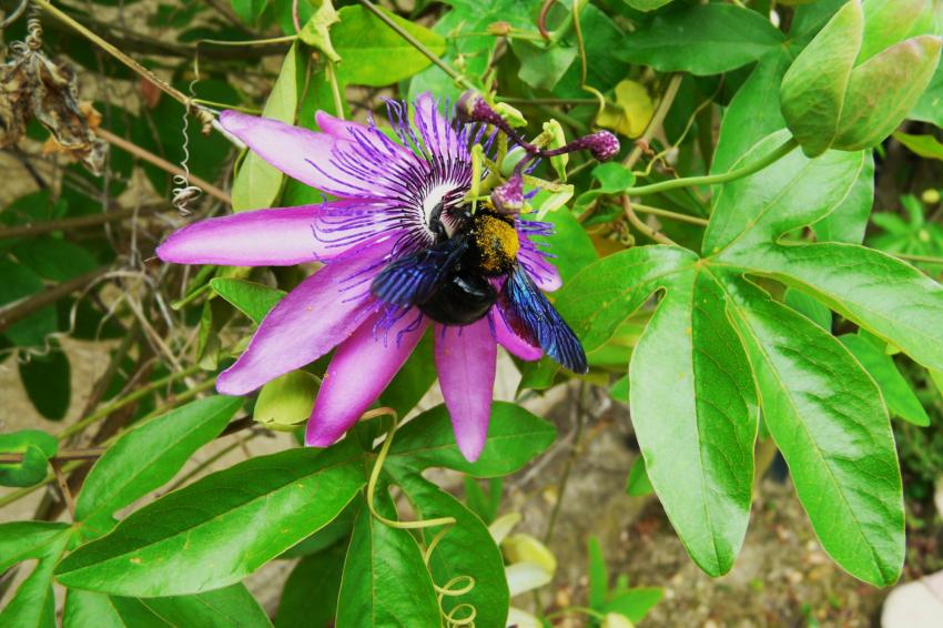 Passiflore 