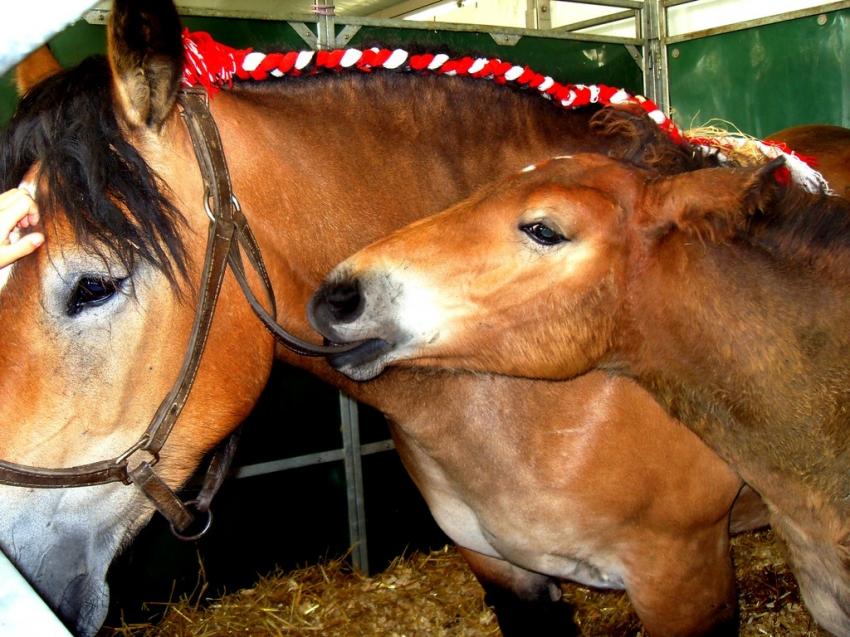 des chevaux ardennais