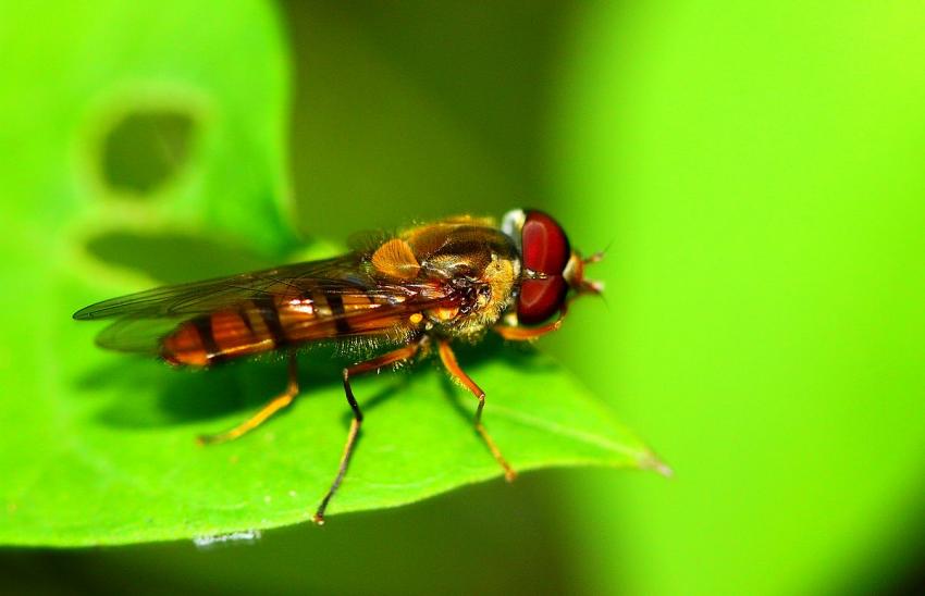 Insecte ???