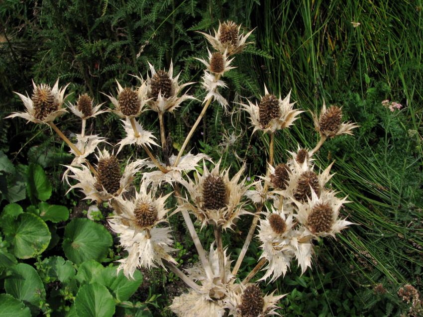 Fleurs sches
