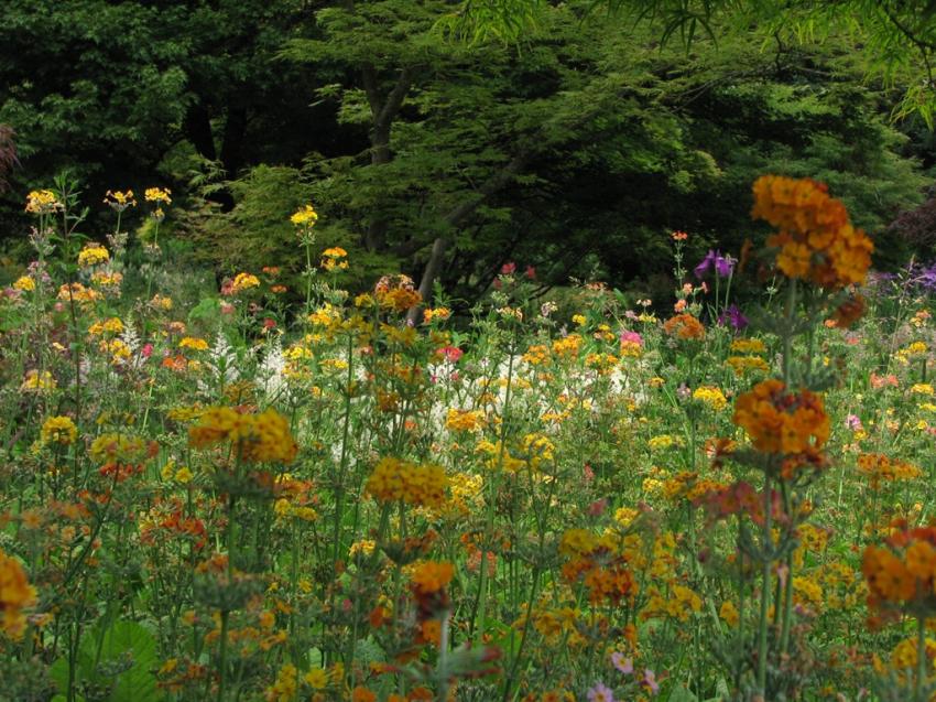 Fleurs inconnues
