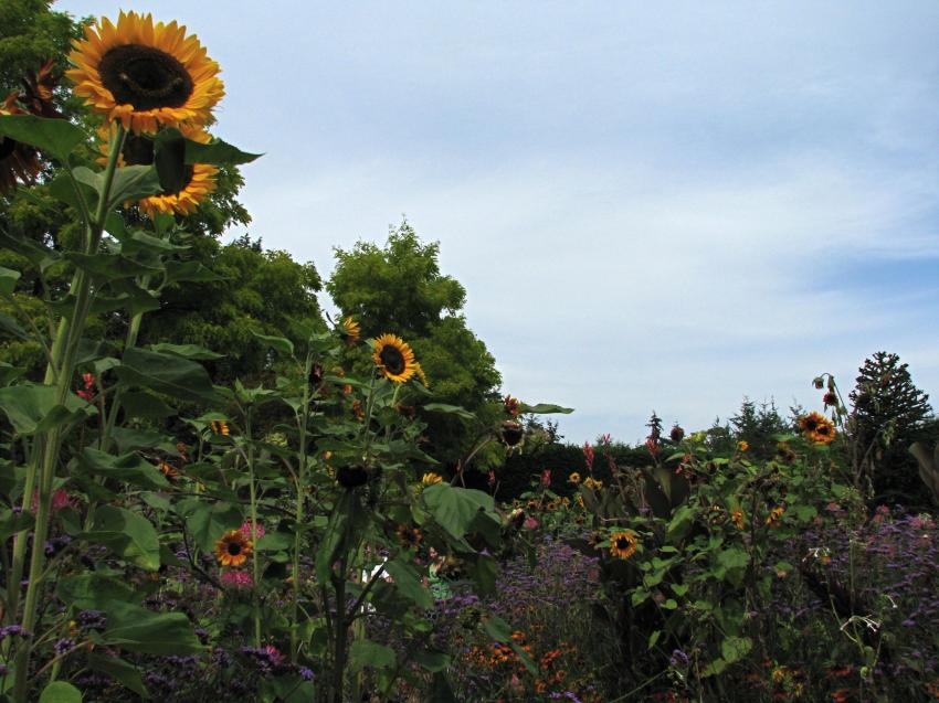 Jardin botanique Van Dusen