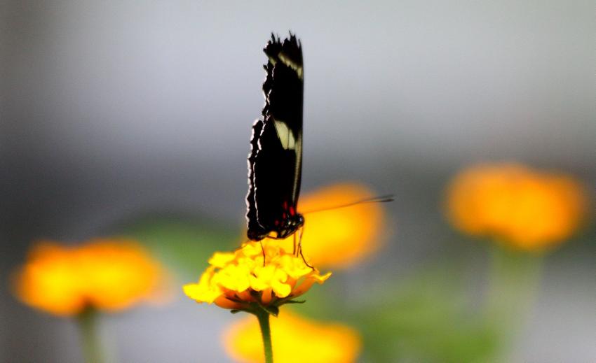 Jardin des papillons 5