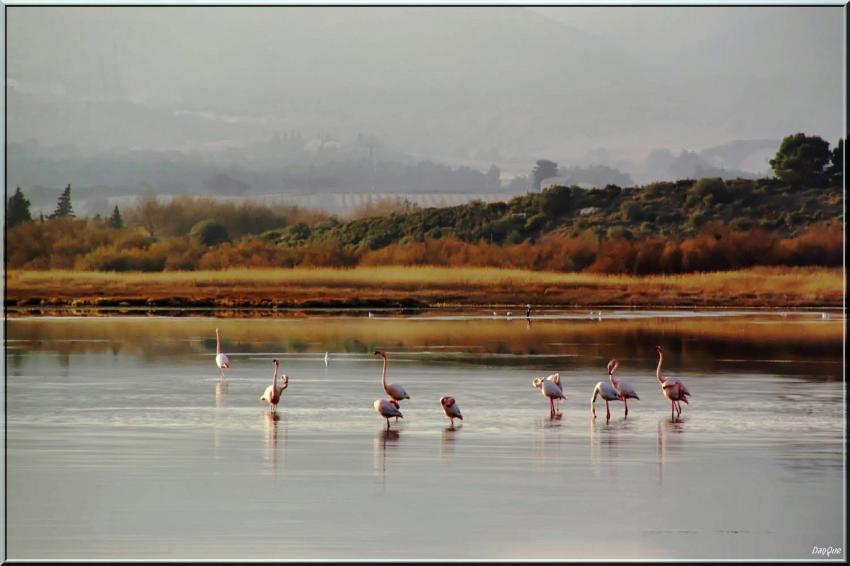 Flamants roses.