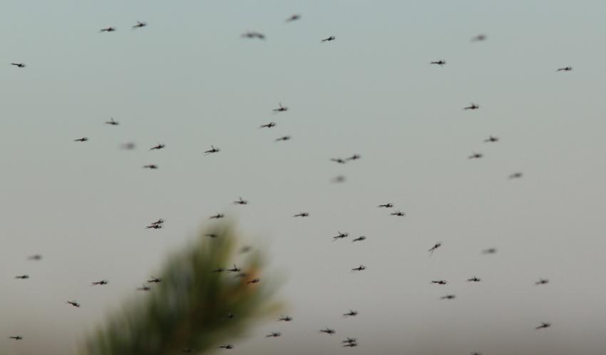 Nuage d'insectes