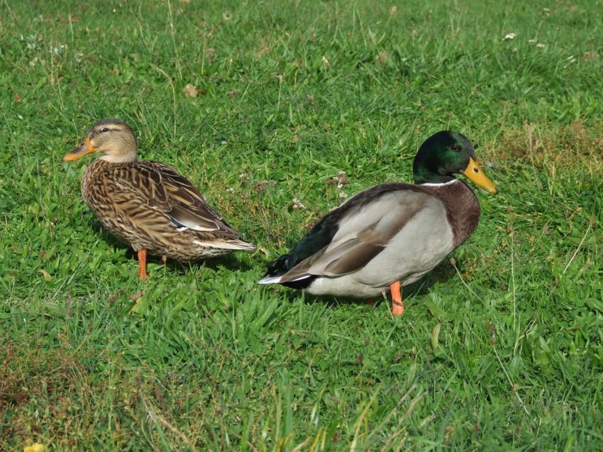 couple de canards