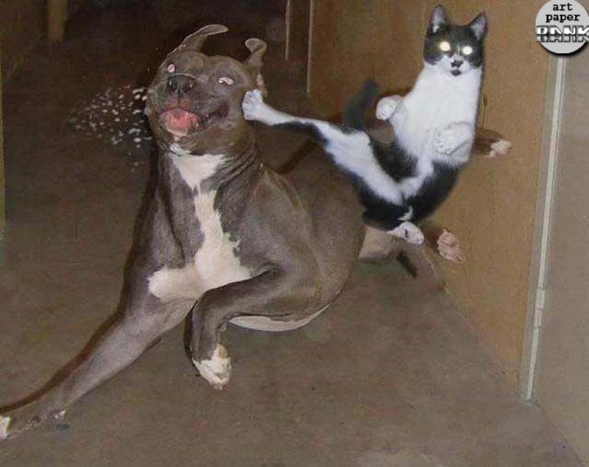 karate cat