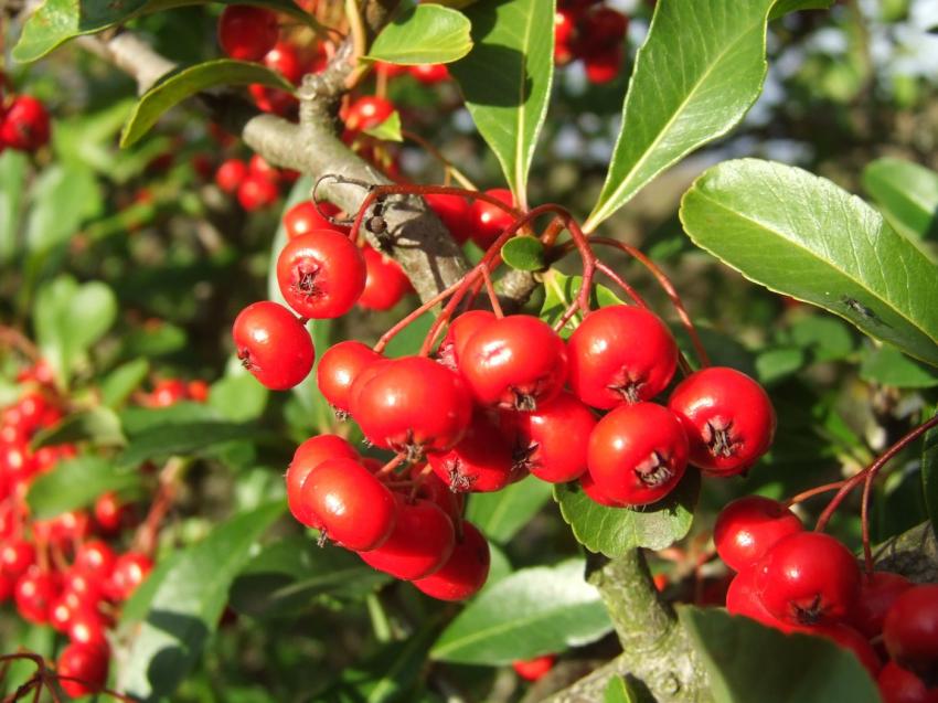 fruits de buisson ardent