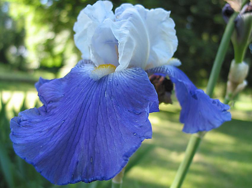 Iris