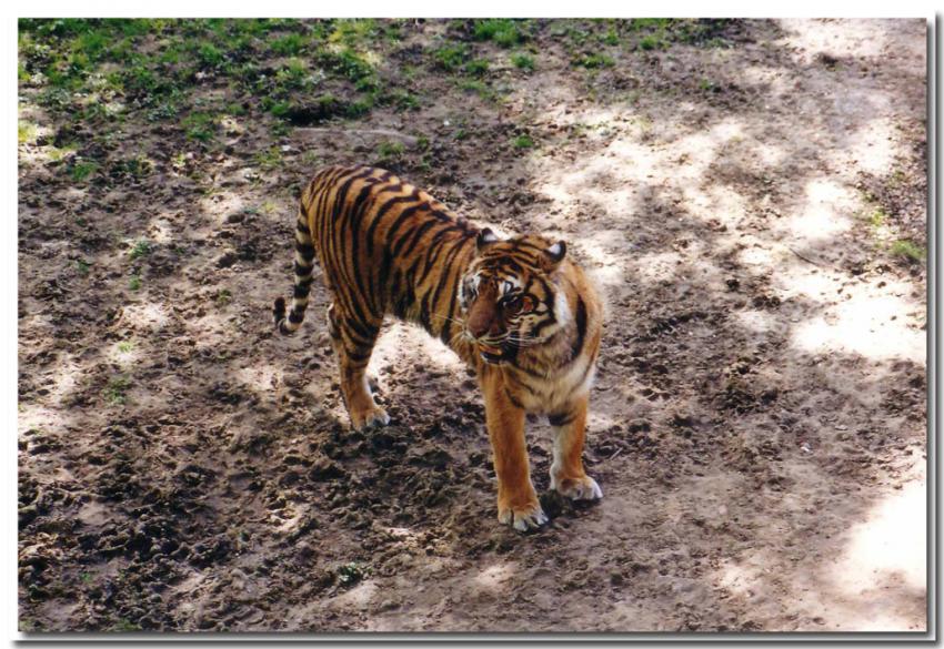 Le Tigre