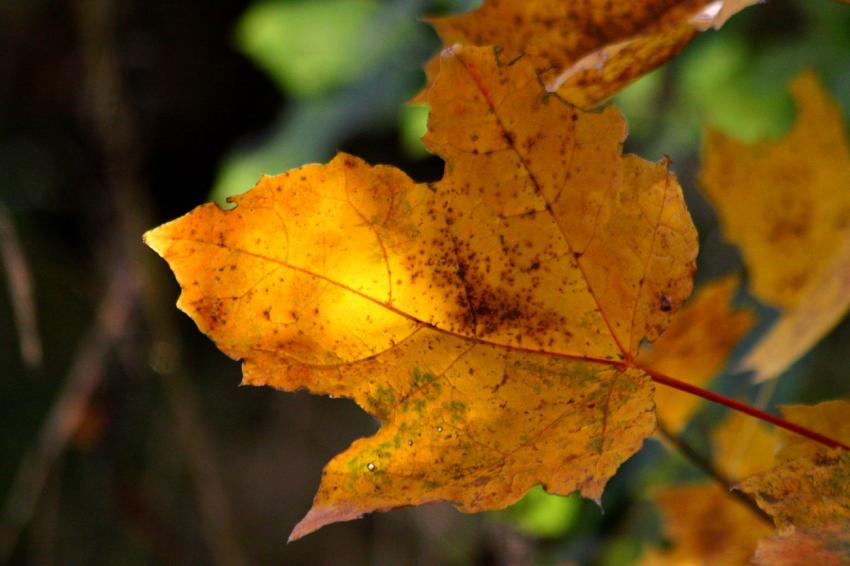 Feuille de saison