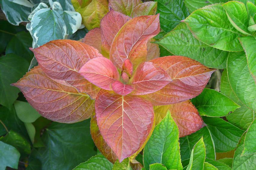 Feuilles d'hortensia