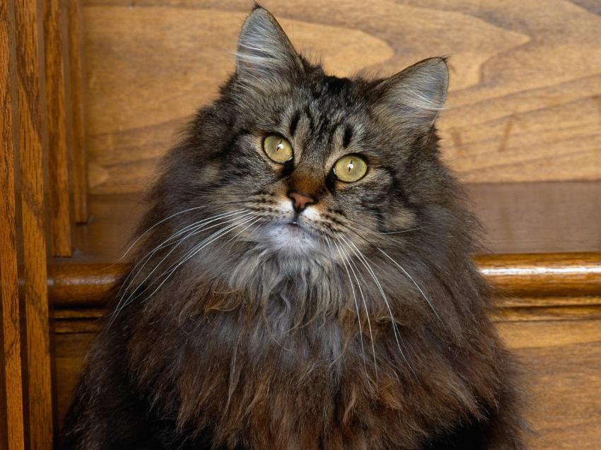 chat