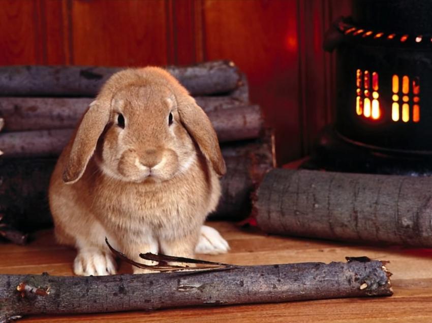 Lapins