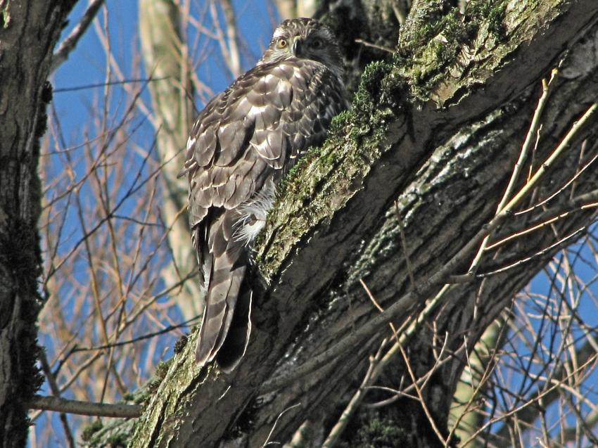 Merlin