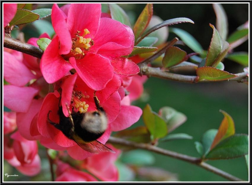 Fleurs de Printemps