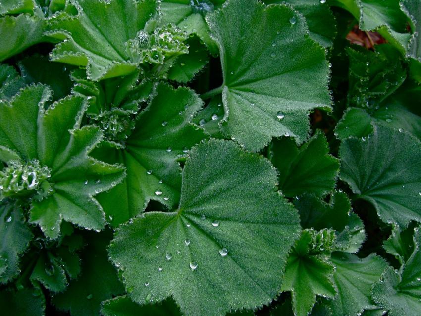 Pluie et ses effets