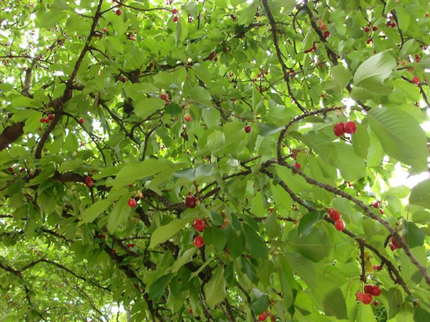 essai de photo de cerises