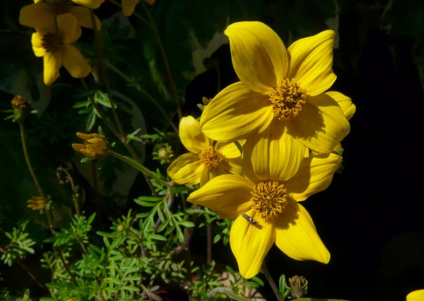 fleurs de bidens