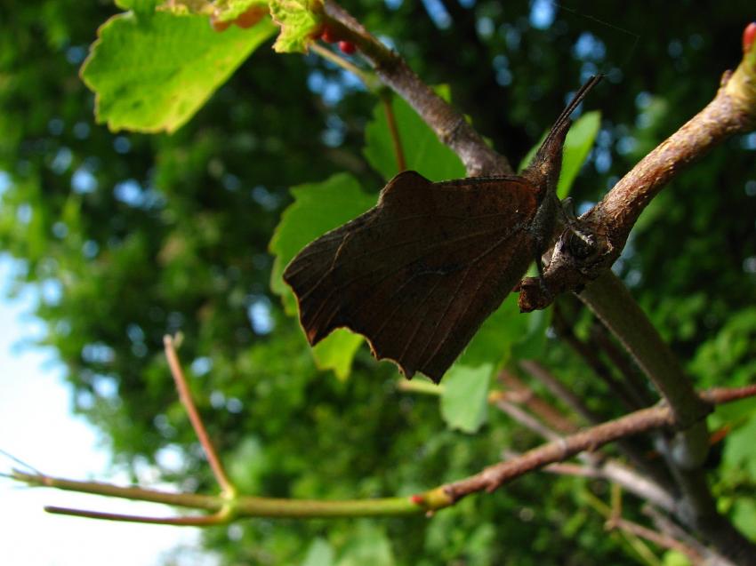 Le nom de ce joli papillon ? ( le meme ailes ferm