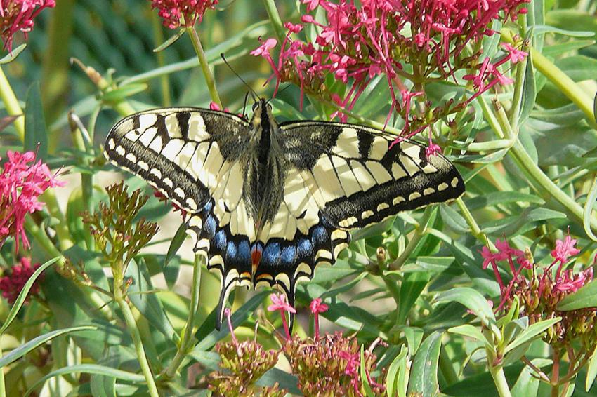 Un beau machaon