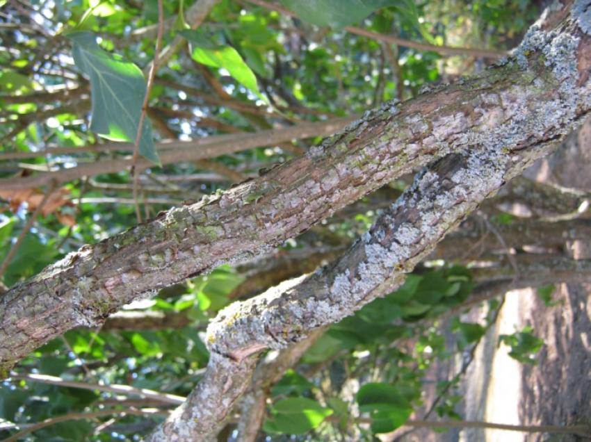 un arbre au tronc fin