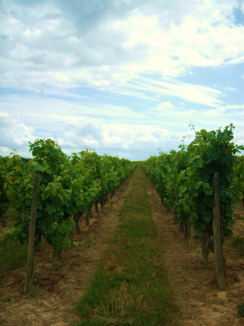 chemin dans les vignes angevines