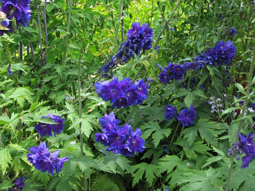 Au jardin botanique