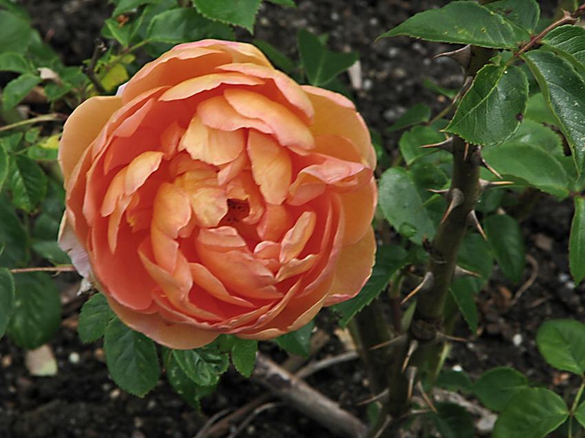 Rose Pat Austin
