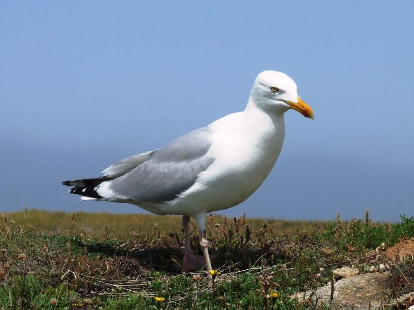 Goeland de Quiberon