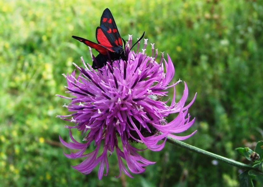 papillon et fleur