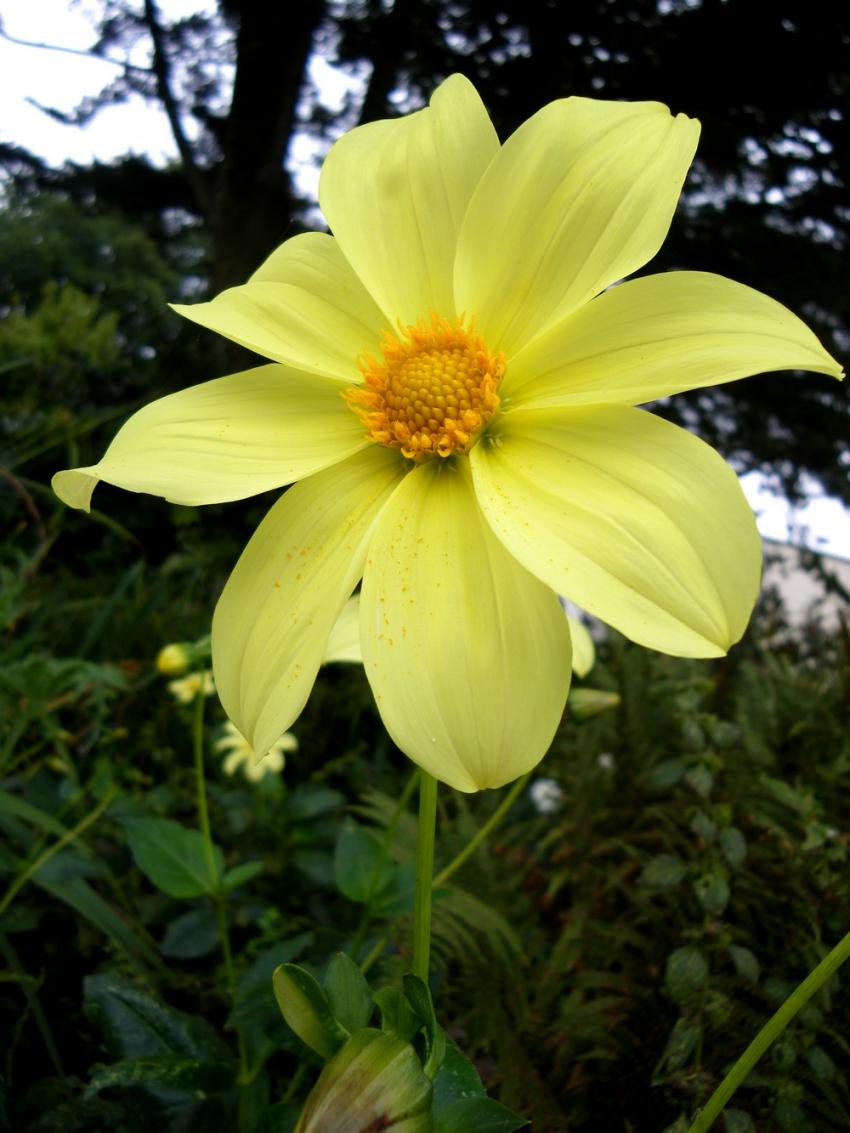 Yellow flower