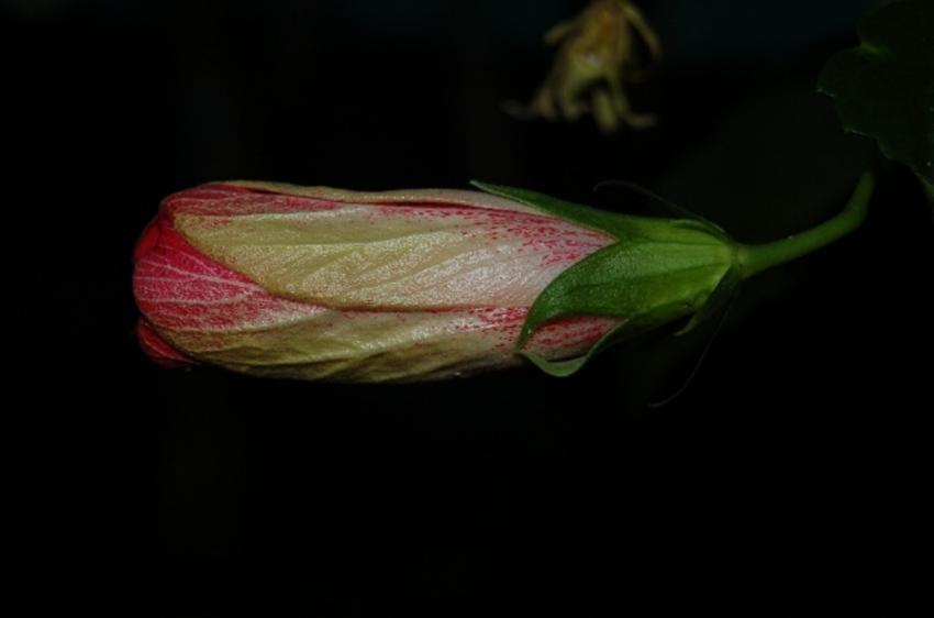 fleurs de tahiti