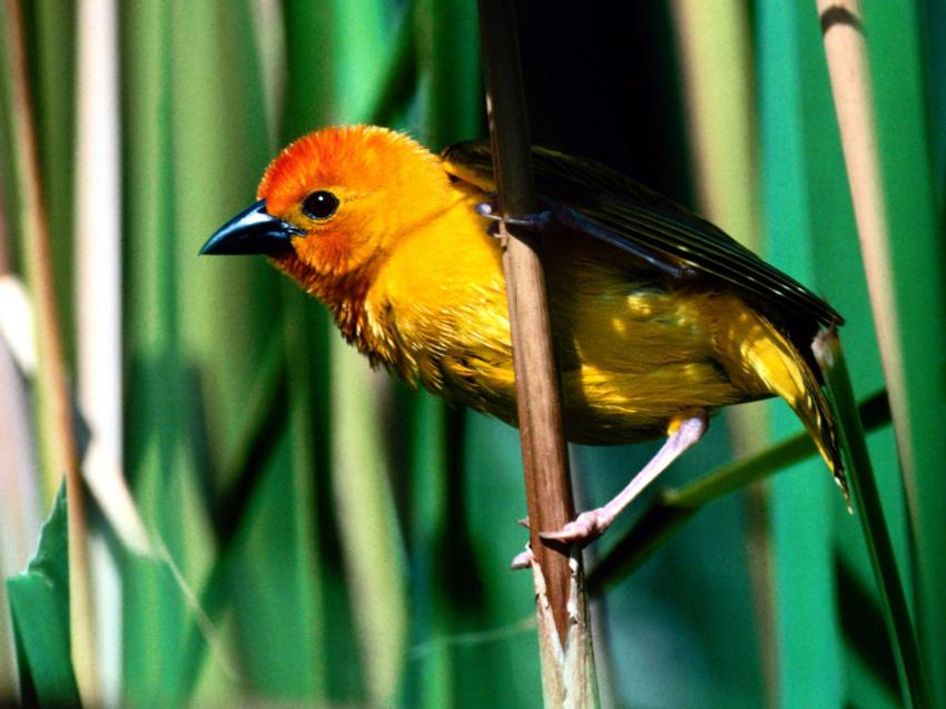 Oiseaux