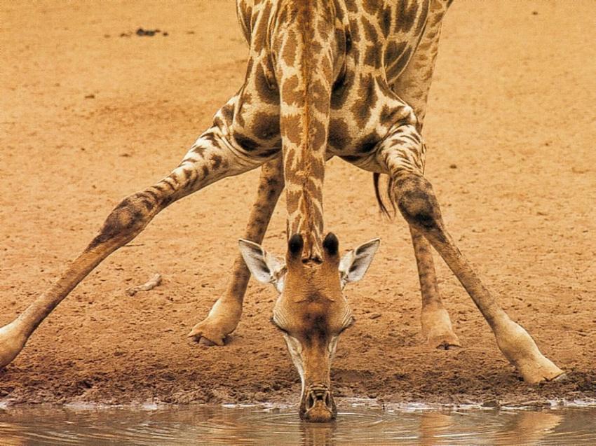 Girafe