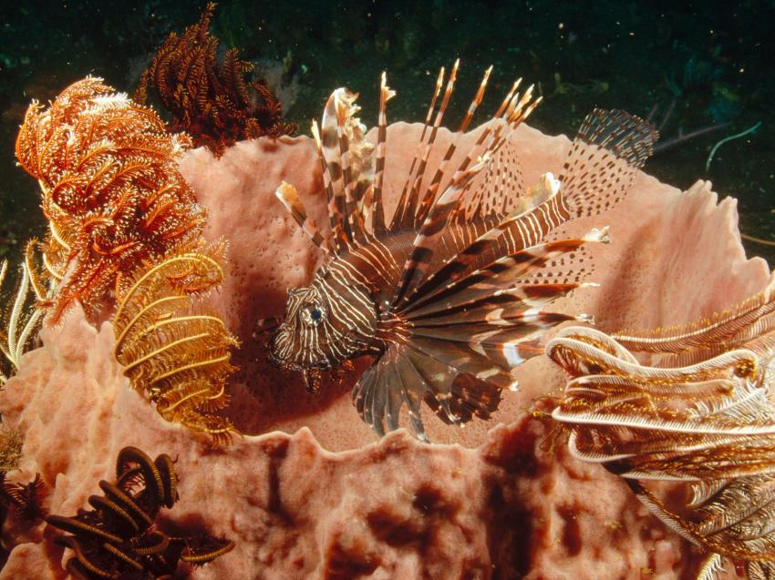 fonds marins