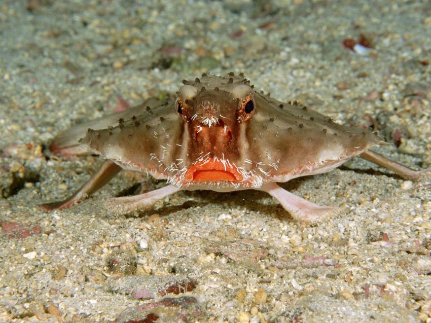 fonds marins