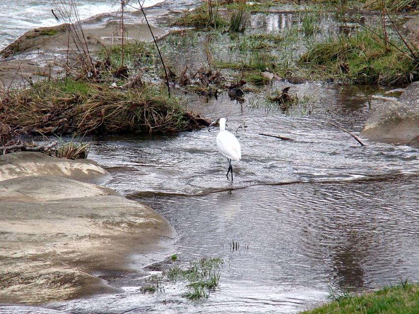 aigrette sur Aude