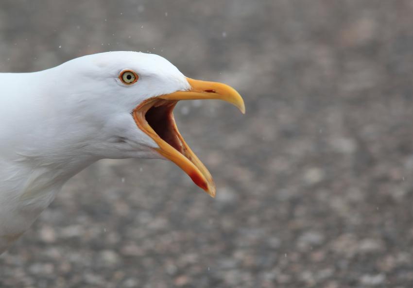 Mouette